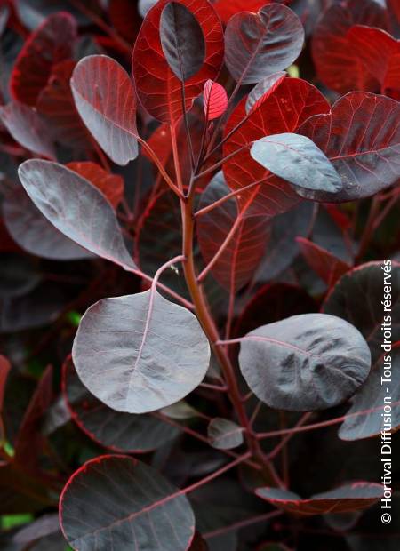 © Hortival Diffusion - Tous droits réservés