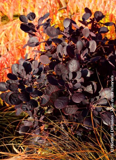 © Hortival Diffusion - Tous droits réservés