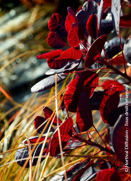 © Hortival Diffusion - Tous droits réservés