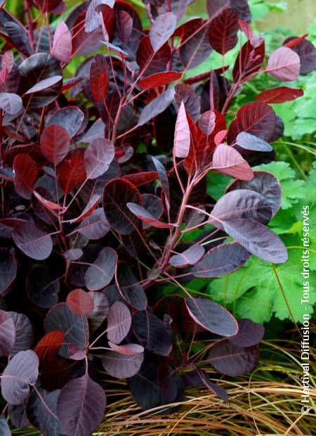 © Hortival Diffusion - Tous droits réservés