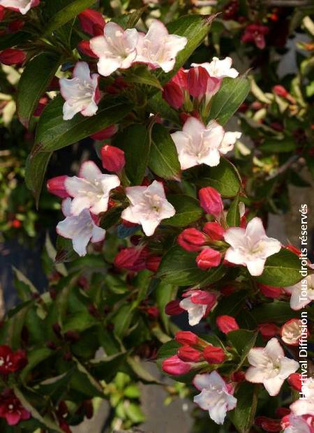 © Hortival Diffusion - Tous droits réservés