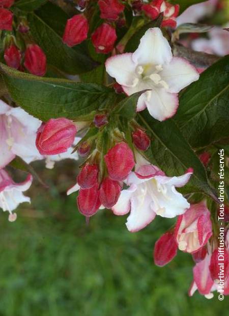 © Hortival Diffusion - Tous droits réservés