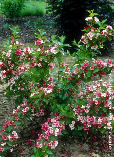 © Hortival Diffusion - Tous droits réservés