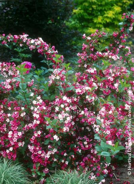 © Hortival Diffusion - Tous droits réservés