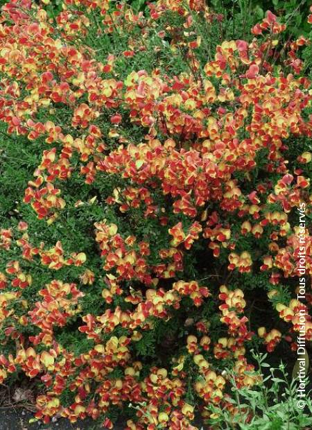 © Hortival Diffusion - Tous droits réservés