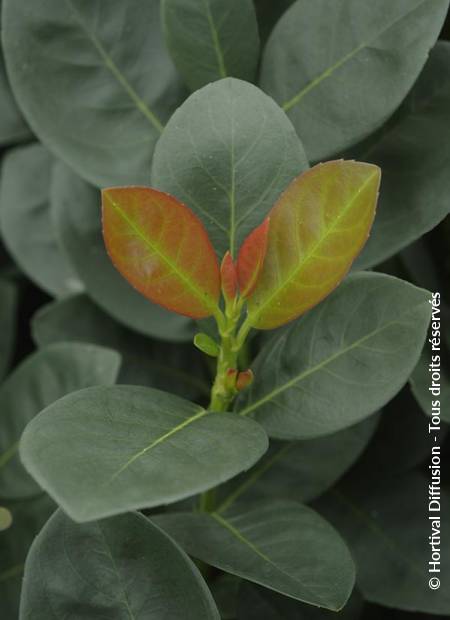 © Hortival Diffusion - Tous droits réservés