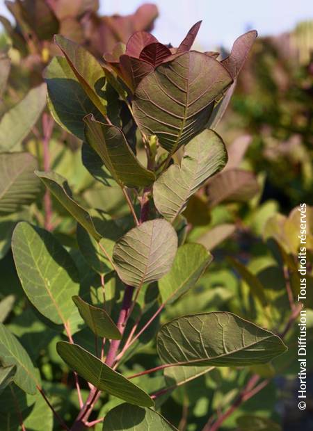 © Hortival Diffusion - Tous droits réservés