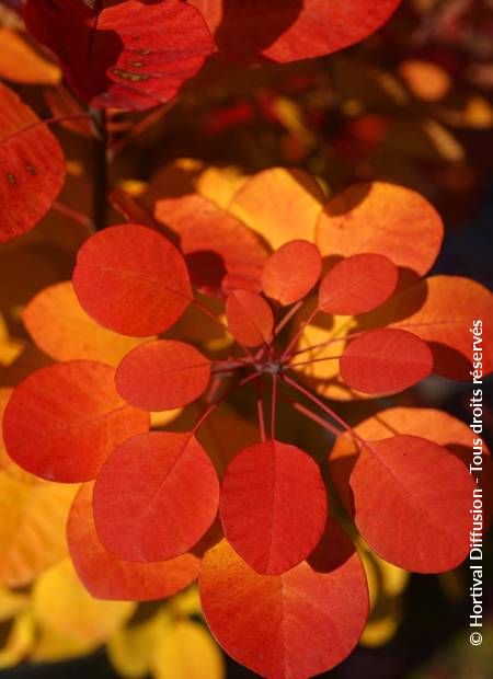 © Hortival Diffusion - Tous droits réservés