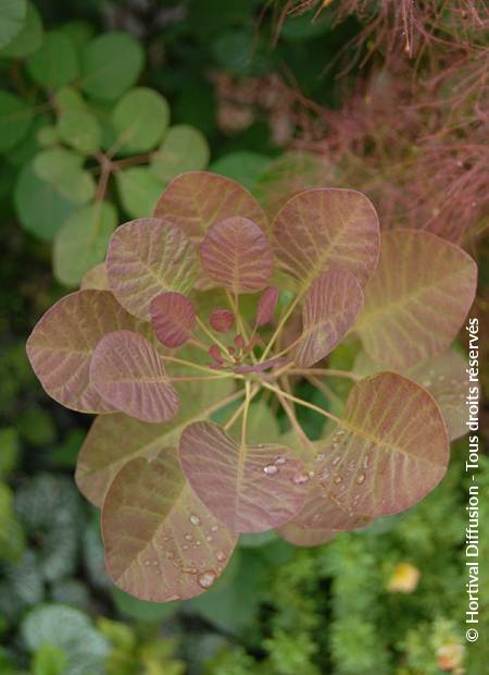 © Hortival Diffusion - Tous droits réservés