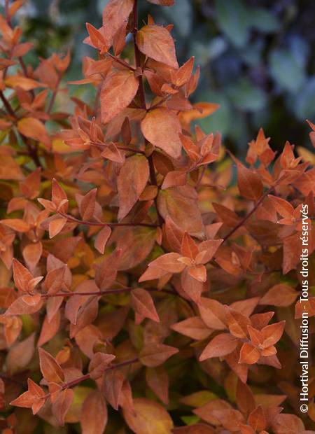 © Hortival Diffusion - Tous droits réservés