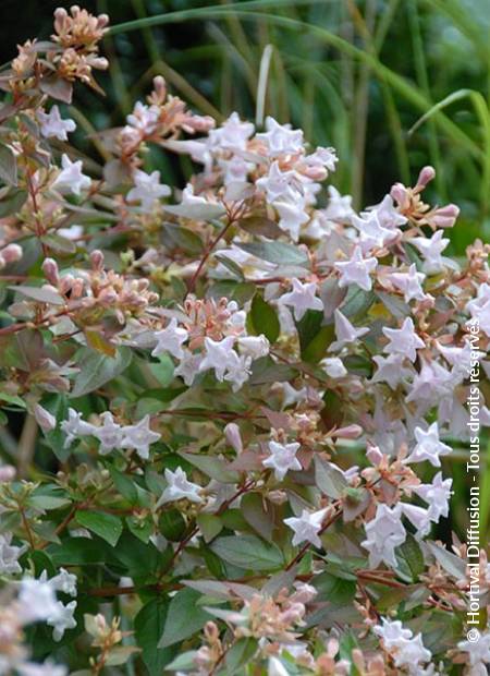 © Hortival Diffusion - Tous droits réservés