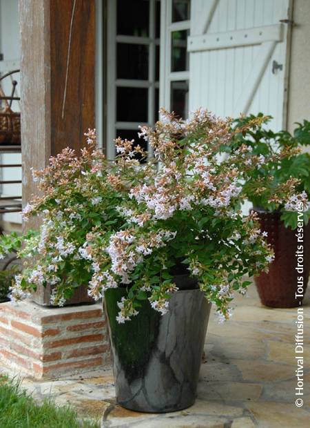 © Hortival Diffusion - Tous droits réservés
