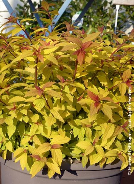 © Hortival Diffusion - Tous droits réservés