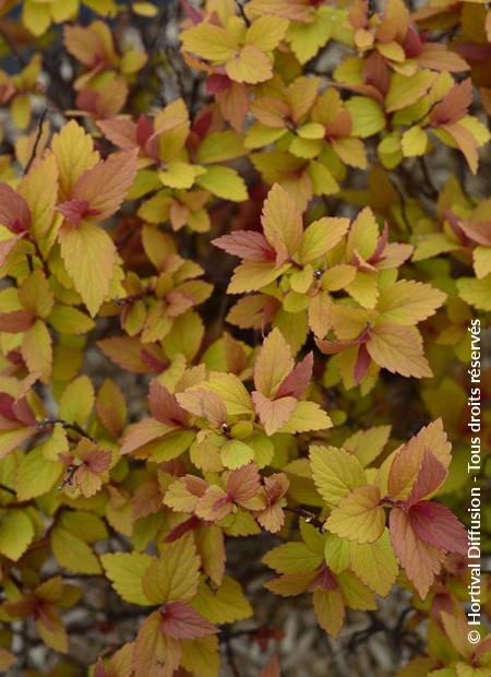 © Hortival Diffusion - Tous droits réservés