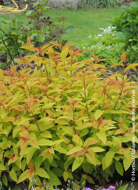 © Hortival Diffusion - Tous droits réservés
