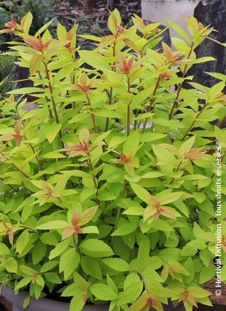 © Hortival Diffusion - Tous droits réservés