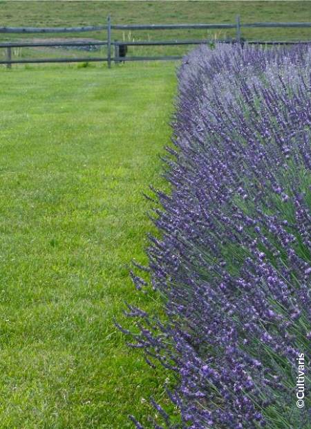 ©Cultivaris