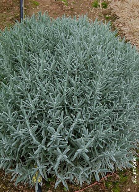 ©Cultivaris