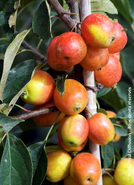 © Hortival Diffusion - Tous droits réservés