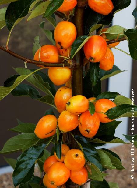 © Hortival Diffusion - Tous droits réservés