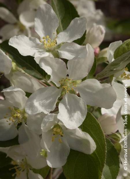 © Hortival Diffusion - Tous droits réservés