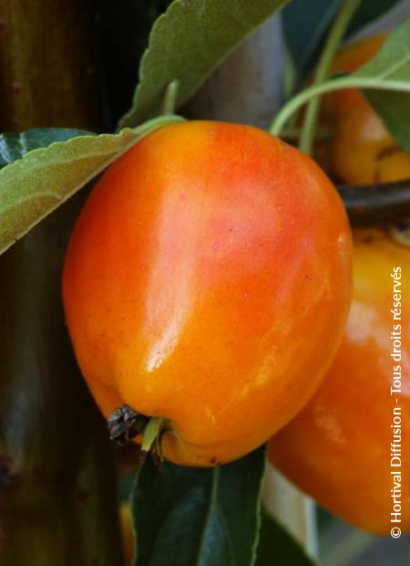 © Hortival Diffusion - Tous droits réservés