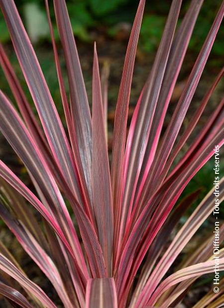 © Hortival Diffusion - Tous droits réservés