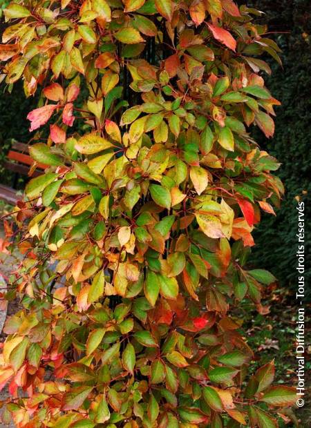 © Hortival Diffusion - Tous droits réservés