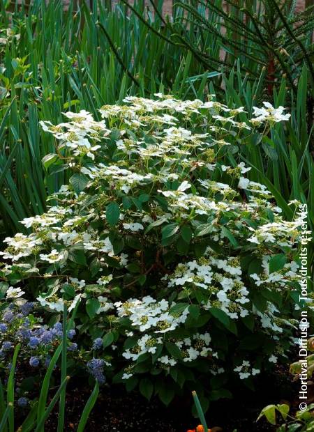 © Hortival Diffusion - Tous droits réservés