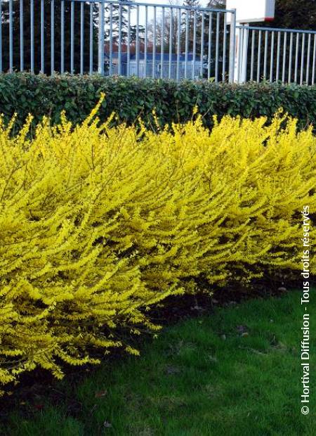 © Hortival Diffusion - Tous droits réservés