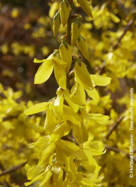 © Hortival Diffusion - Tous droits réservés