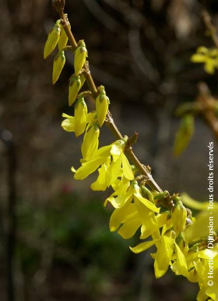 © Hortival Diffusion - Tous droits réservés