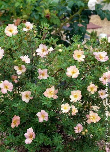 © Hortival Diffusion - Tous droits réservés