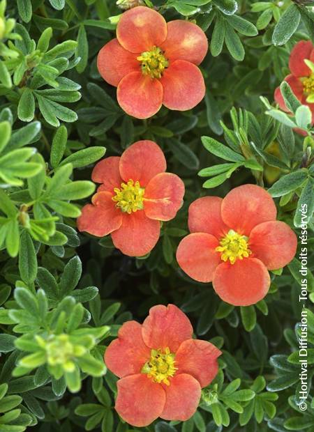 © Hortival Diffusion - Tous droits réservés