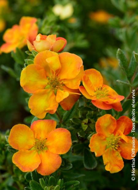 © Hortival Diffusion - Tous droits réservés