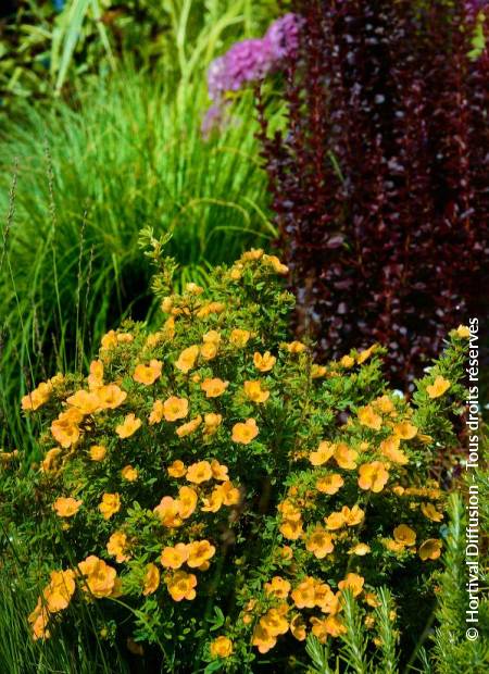 © Hortival Diffusion - Tous droits réservés