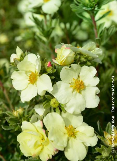 © Hortival Diffusion - Tous droits réservés