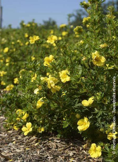 © Hortival Diffusion - Tous droits réservés