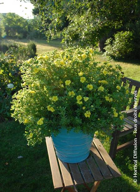 © Hortival Diffusion - Tous droits réservés
