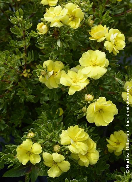 © Hortival Diffusion - Tous droits réservés