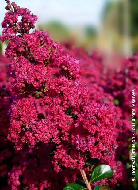 © Hortival Diffusion - Tous droits réservés