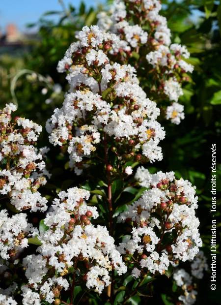 © Hortival Diffusion - Tous droits réservés