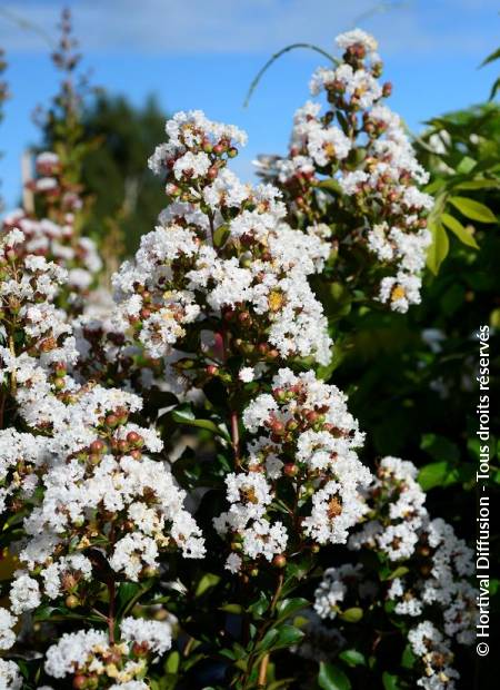 © Hortival Diffusion - Tous droits réservés