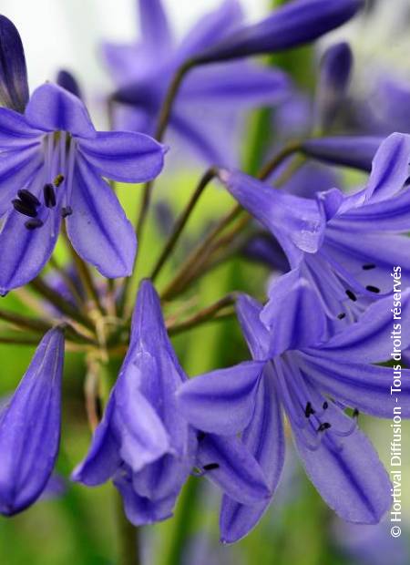 © Hortival Diffusion - Tous droits réservés