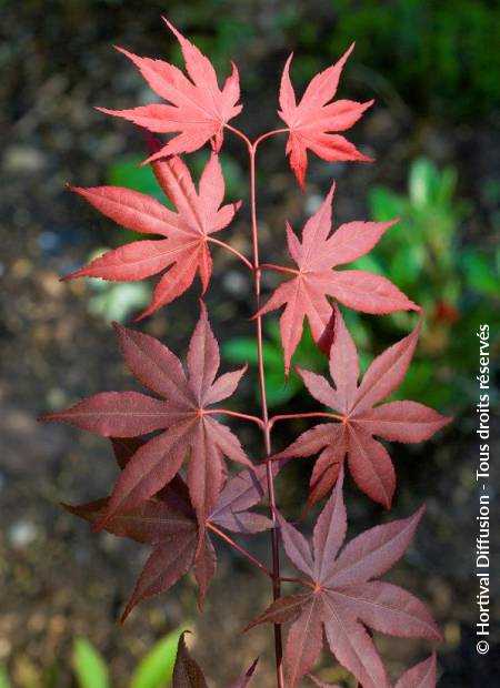 © Hortival Diffusion - Tous droits réservés