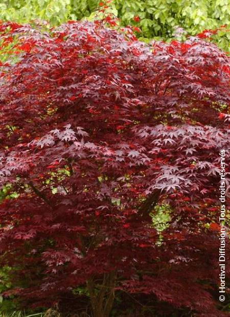 © Hortival Diffusion - Tous droits réservés