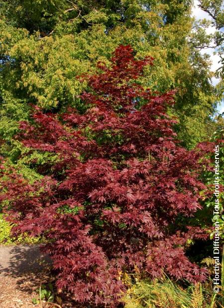 © Hortival Diffusion - Tous droits réservés