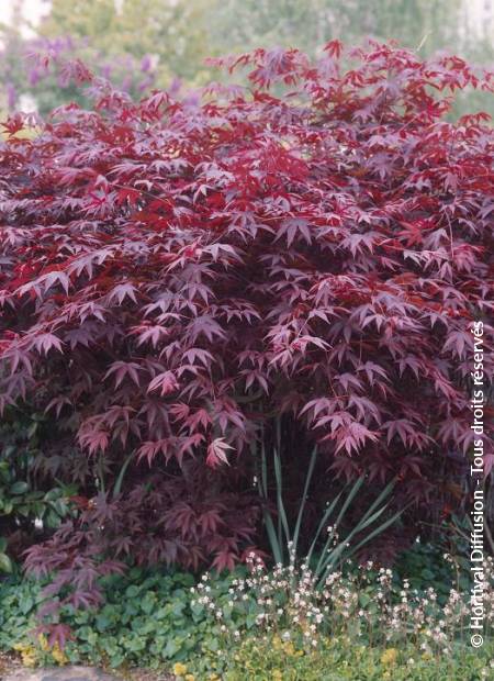 © Hortival Diffusion - Tous droits réservés