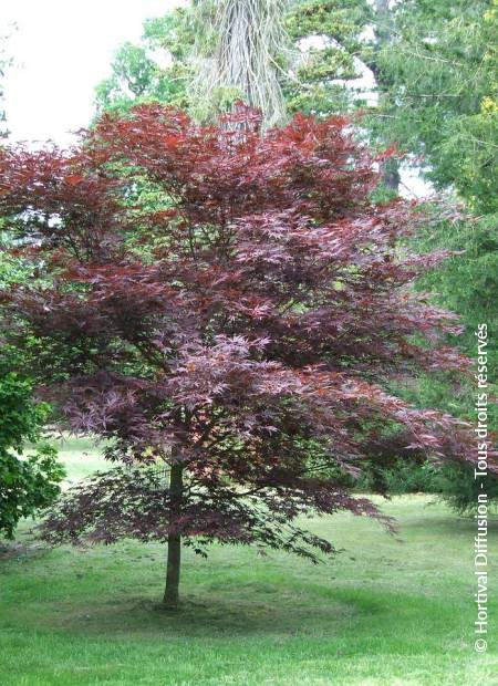 © Hortival Diffusion - Tous droits réservés