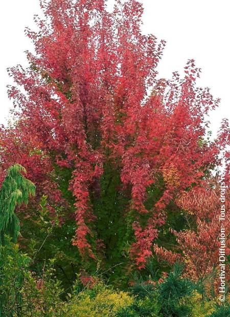 © Hortival Diffusion - Tous droits réservés